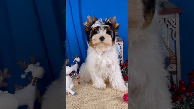 Костбар Шатц Дезмонд, мальчик бивер, 2,5 месяца смотреть онлайн