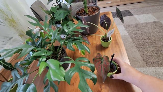 Обзор комнатных цветов, 2 часть смотреть онлайн