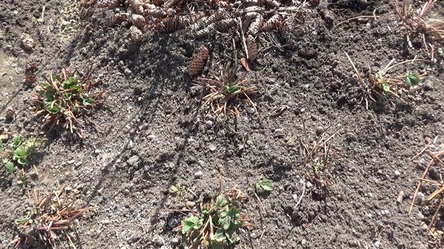 Клубника, самая первая обработка весной. смотреть онлайн