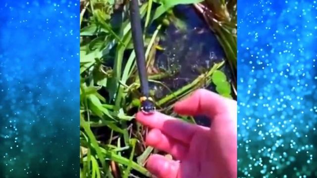 Рыбак решил покормить ЗМЕЮ, но что то пошло не так! ЭТО стоит увидеть смотреть онлайн