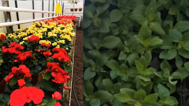 В теплице у Нины Александровны