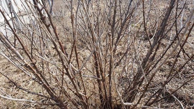 Авторский вариант обрезки красной смородины! смотреть онлайн