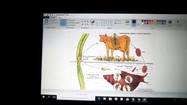 Печёночный сосальщик.уроки биологии 7 класс смотреть онлайн