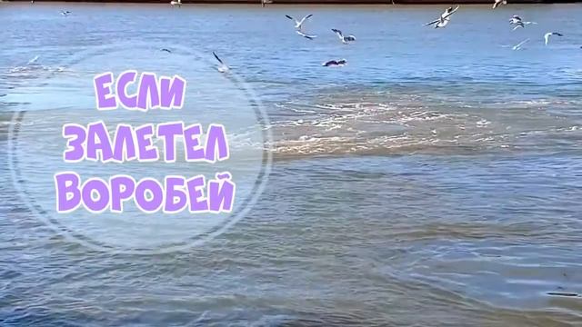 Птица залетела в дом что это значит смотреть онлайн