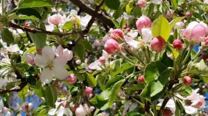 Яблони в цвету! Как красиво цветут яблони в саду.