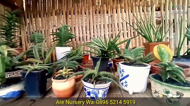 Repotting Sansevieria Rorida