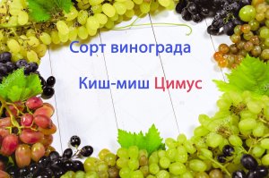 Виноград сорт кишмиш Цимус