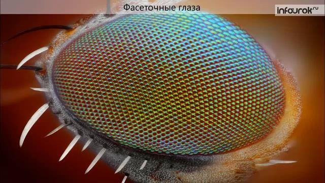 класс насекомые строение смотреть онлайн