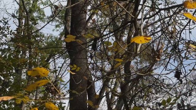 Serbian Diaries | СПА отель в лесу, чёрная пятница в Сербии, винтажные ярмарки смотреть онлайн