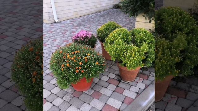 Хризантема в вазонах смотреть онлайн