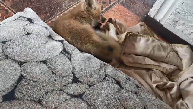 Что такое лисенок в доме ? смотреть онлайн