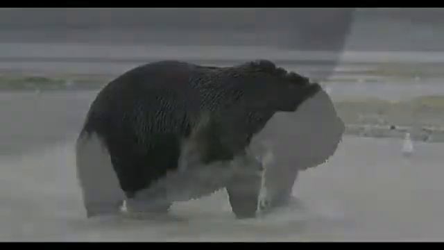А вы видели как медведь ловит рыбу в воде? смотреть онлайн