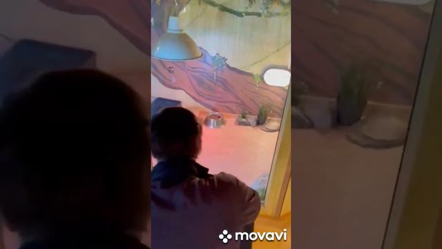 Маша в контактном зоопарке. Уфа. смотреть онлайн
