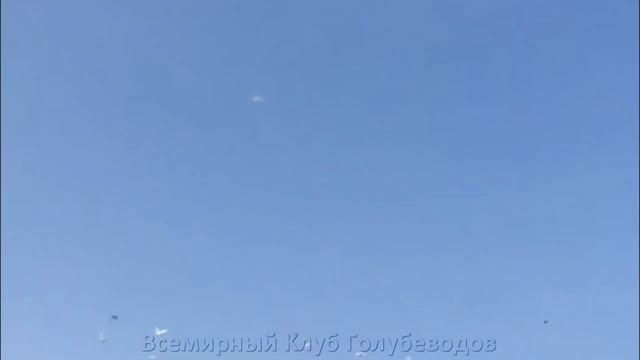 Таких 5 Голубеи и больше ничего не надо . Алматинские Голуби Эльдара смотреть онлайн