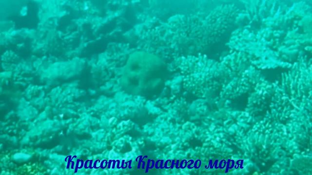 ❤Красоты Красного моря / Red Sea Beauty ❤ смотреть онлайн