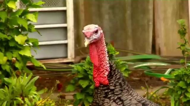 Global Kia 30 sec Commercial TV Spot Gobble Gobble смотреть онлайн