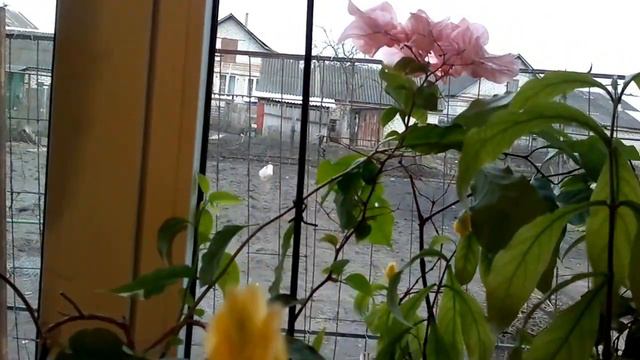 на южном окне растут(1) смотреть онлайн
