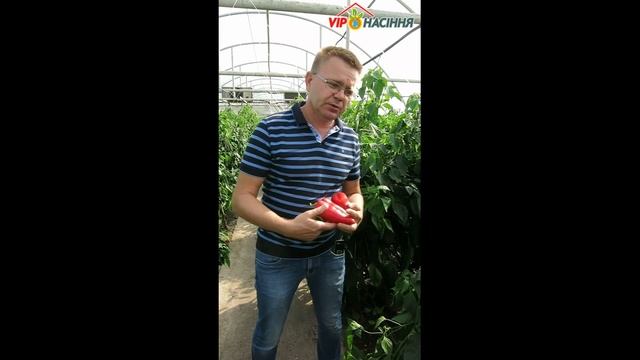 Каптур F1 - Сладкий перец, Seminis