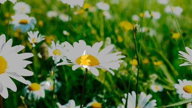 Футаж Ромашки HD смотреть онлайн