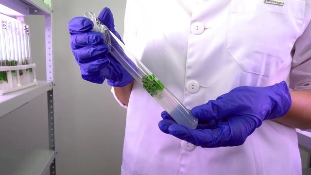 Зачем выращивать землянику в пробирке? смотреть онлайн