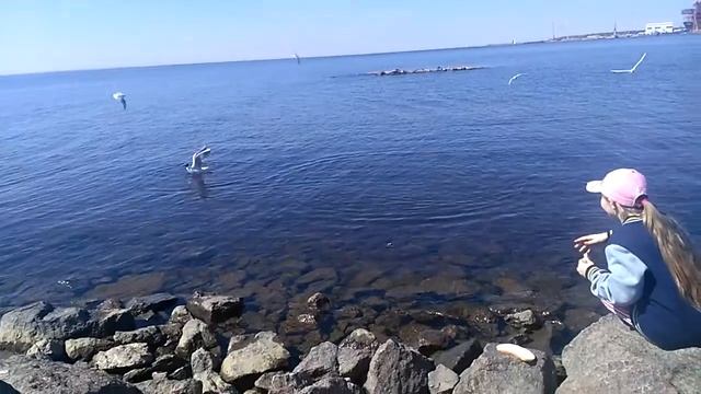 Кормим уток в парке спб смотреть онлайн