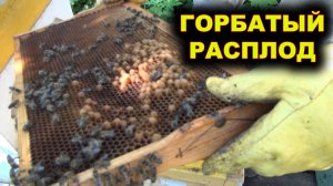 Горбатый расплод.