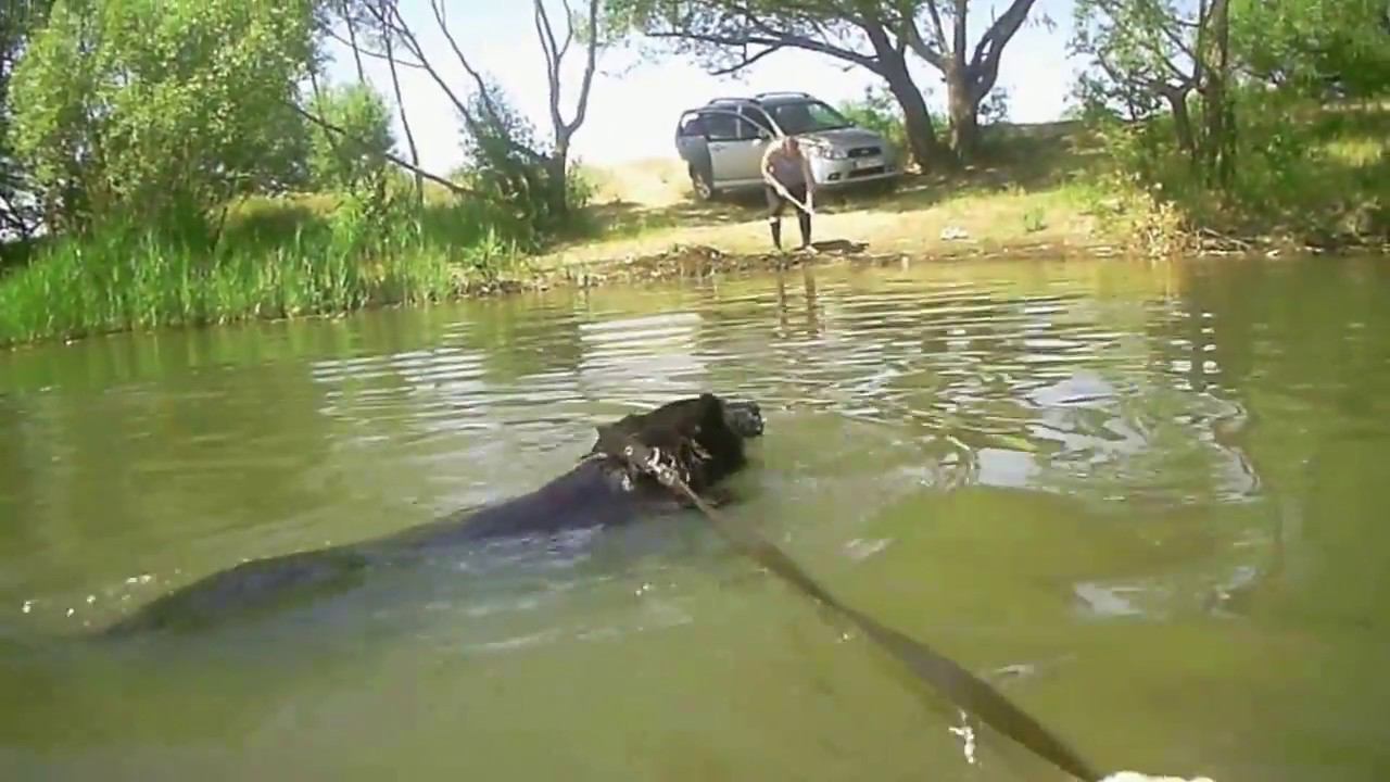 Мокрый чОрный собак смотреть онлайн