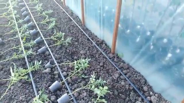 Мои томаты в парнике. Махитос. смотреть онлайн