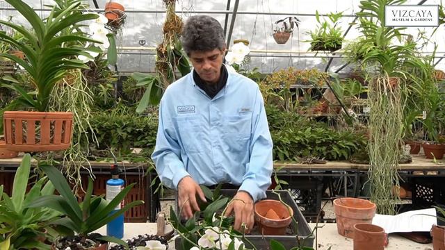 Repotting a Dendrobium | CLASS PREVIEW: Vizcaya Online Orchid Care Workshop смотреть онлайн