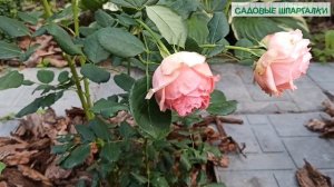 Роза First Lady (1 год)