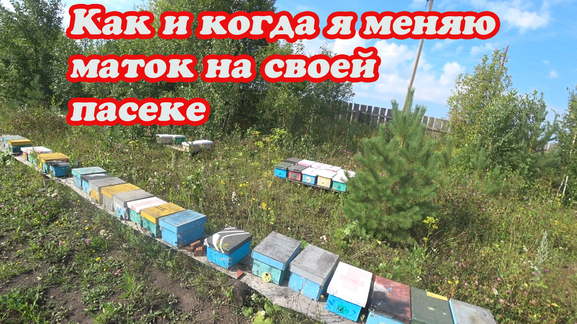 КАК Я МЕНЯЮ МАТОК В ТЕЧЕНИИ ВСЕГО СЕЗОНА НА СВОЕЙ ПАСЕКЕ. смотреть онлайн