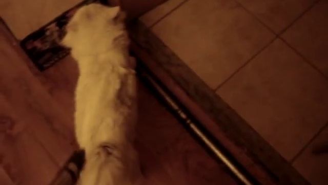 Уборка кота пылесосом Thomas смотреть онлайн