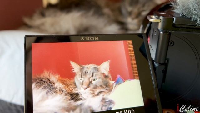 Sony ZV-E10 Problems and Solutions смотреть онлайн