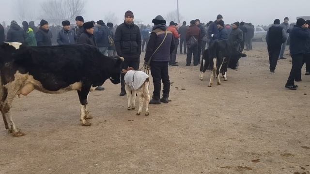 QUM tepa mol quy bozori narhlari. 05,01,2023. смотреть онлайн