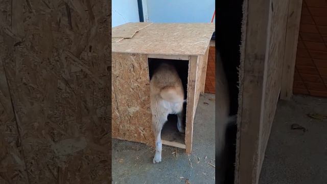 построили мы значит будку...😂🤦🏻♀️ #алабай #собака #щенок #RE4 #шайлушай