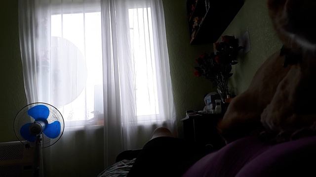 Лев-сфинкс😂 смотреть онлайн