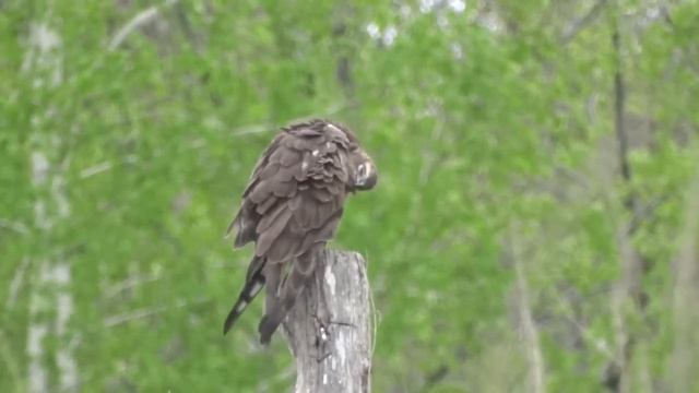 Полевой лунь. Самка и самец. ( Circus cyaneus ) смотреть онлайн