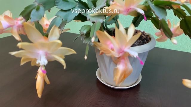Пышное цветение шлюмбергеры домашней смотреть онлайн