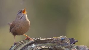 Bird sounds. Eurasian Wren chirping and singing in spring