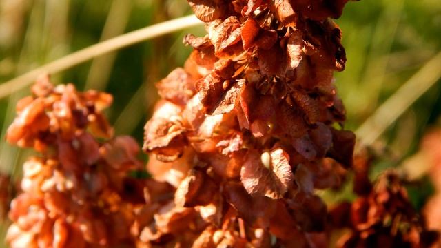 Щавель конский (Rumex confertus) смотреть онлайн