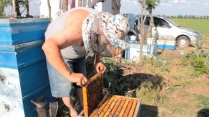 Как ПРАВИЛЬНО работать с КОРПУСНЫМ УЛИЕМ. Пчеловодство 2020. Пчеловодство для начинающих