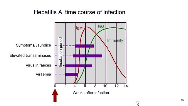 GIT Liver diseases part 1 06 04 23 смотреть онлайн