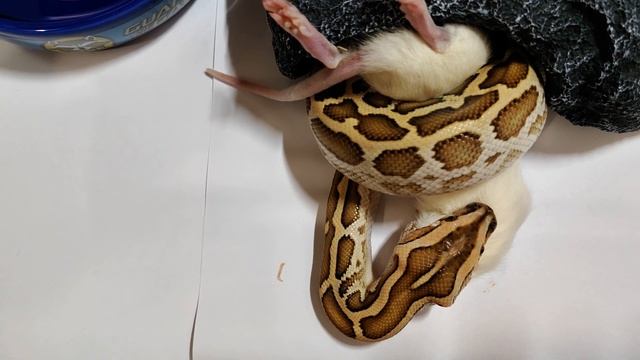 Кормление тигрового питона. ? смотреть онлайн