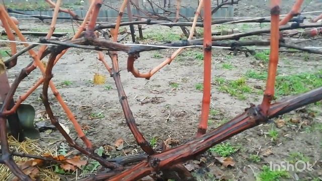 Обрезка винограда. 27.10.2023.года. Беларусь. смотреть онлайн