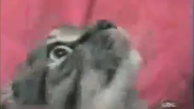 Кошка под кайфом смотреть онлайн