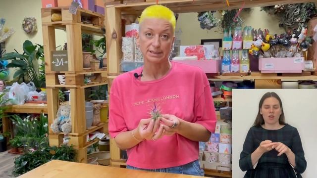 Тилландсия Ионанта { СУРДОПЕРЕВОД } не поливать, не пересаживать | Cамое неприхотливое растение смотреть онлайн