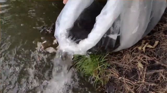 Зарыбление водоёмов Удмуртии 2021 года . смотреть онлайн