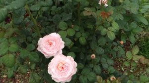 роза Королева Швеции