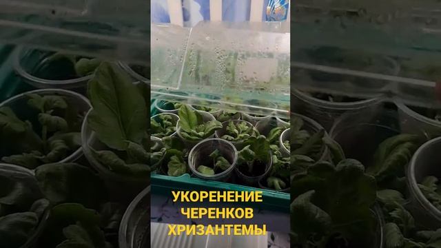 РАЗМНОЖЕНИЕ ХРИЗАНТЕМЫ ЧЕРЕНКАМИ В ДОМАШНИХ УСЛОВИЯХ. смотреть онлайн