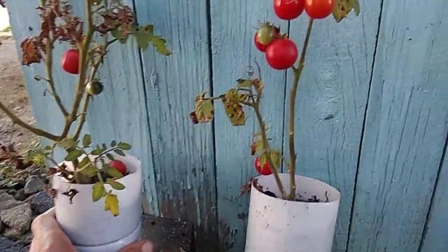 Томат Бонсай. или как садить карликовые томаты. смотреть онлайн